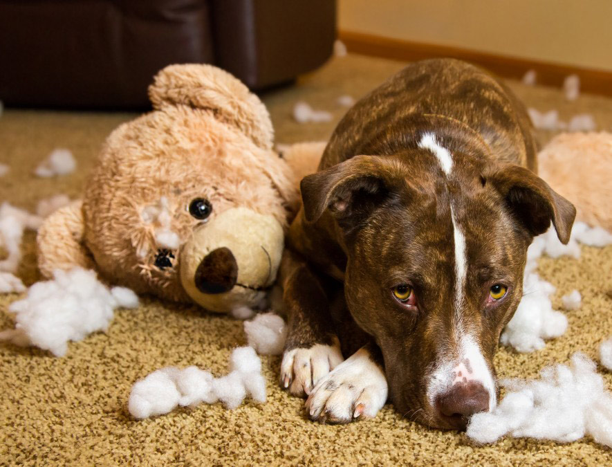 Problemas de Comportamiento en Perros