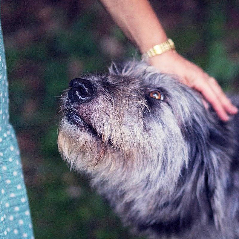 Vinculo humano perro