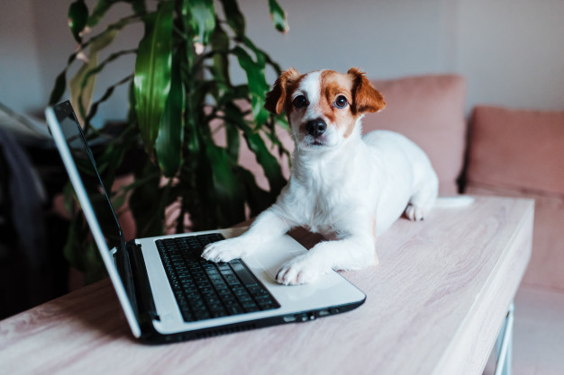 Educacion Canina Online
