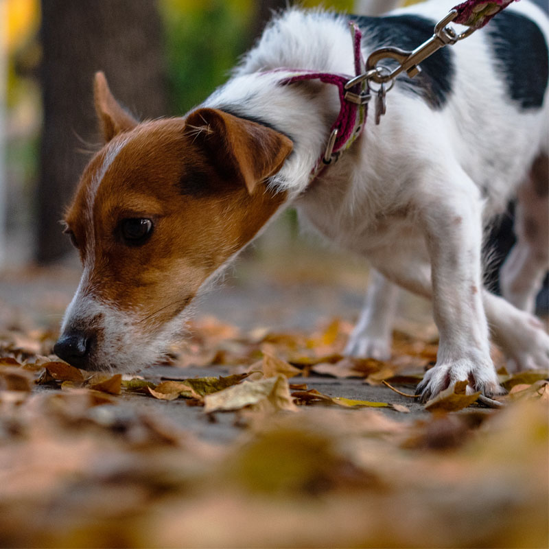 Problemas de perro con correa