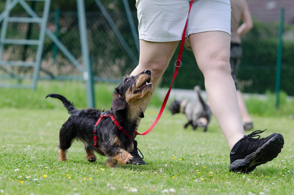 Blog perros, busco adiestrador