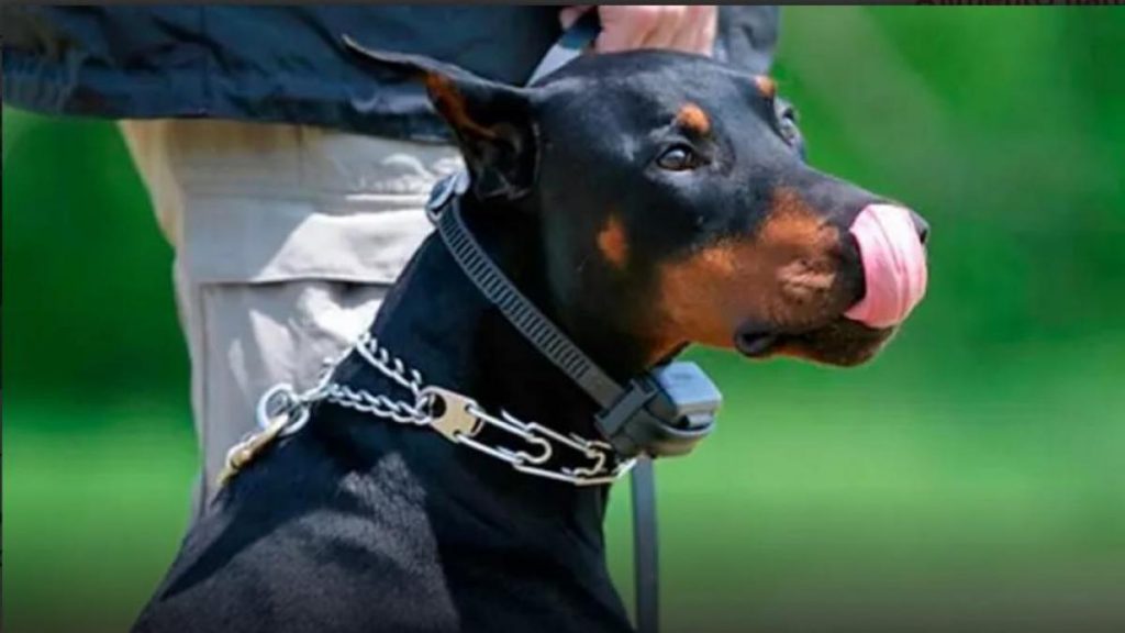 Adiestramiento Canino Tradicional