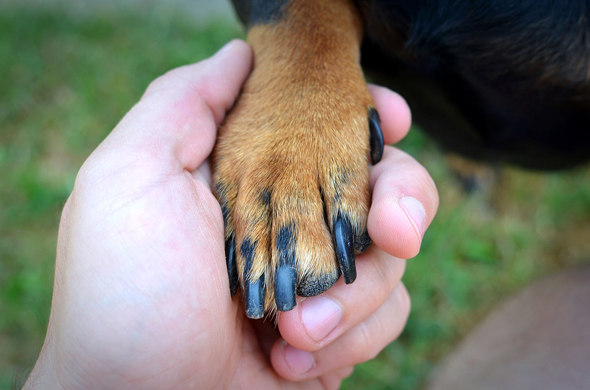 Educación Canina en Positivo
