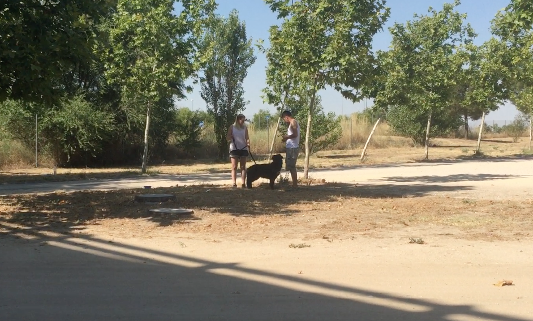 Perro con miedo, ¿qué hacer?