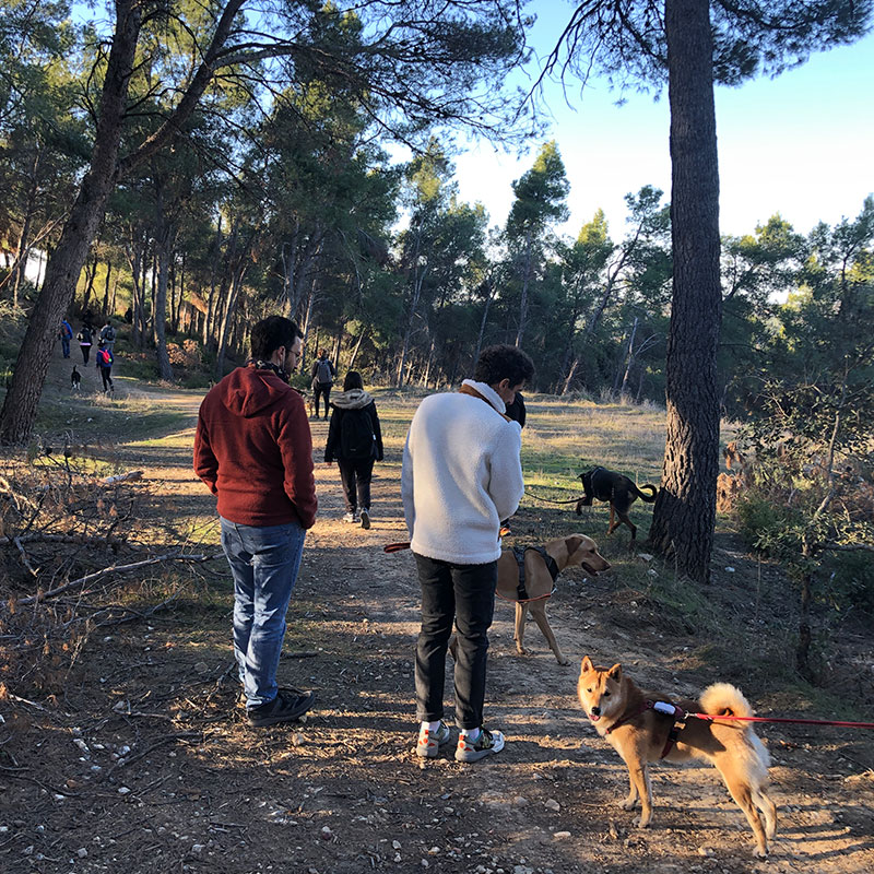actividades grupales perros