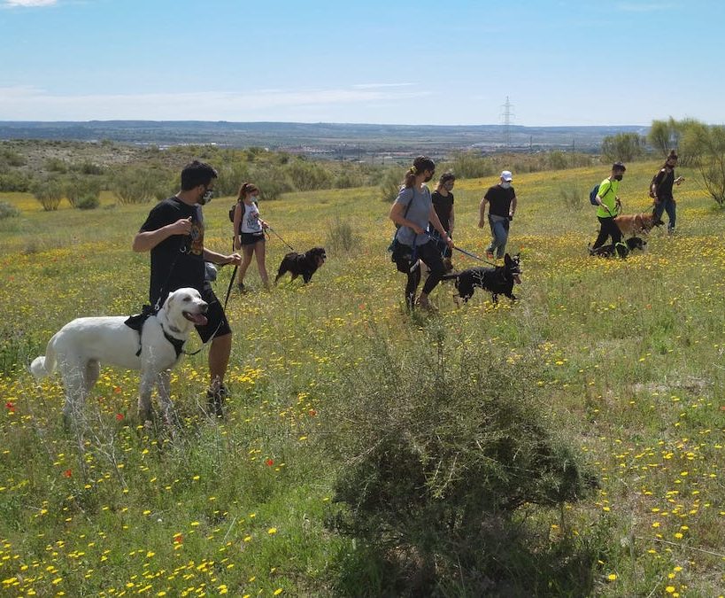 actividades grupo perro