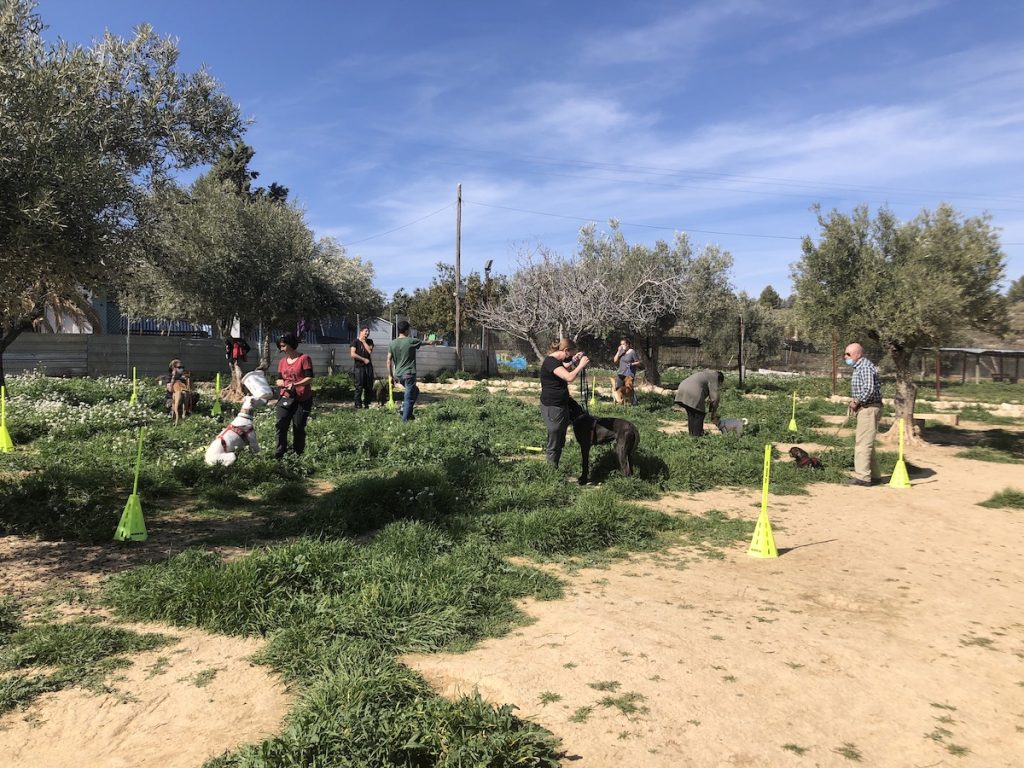 clases grupales perro