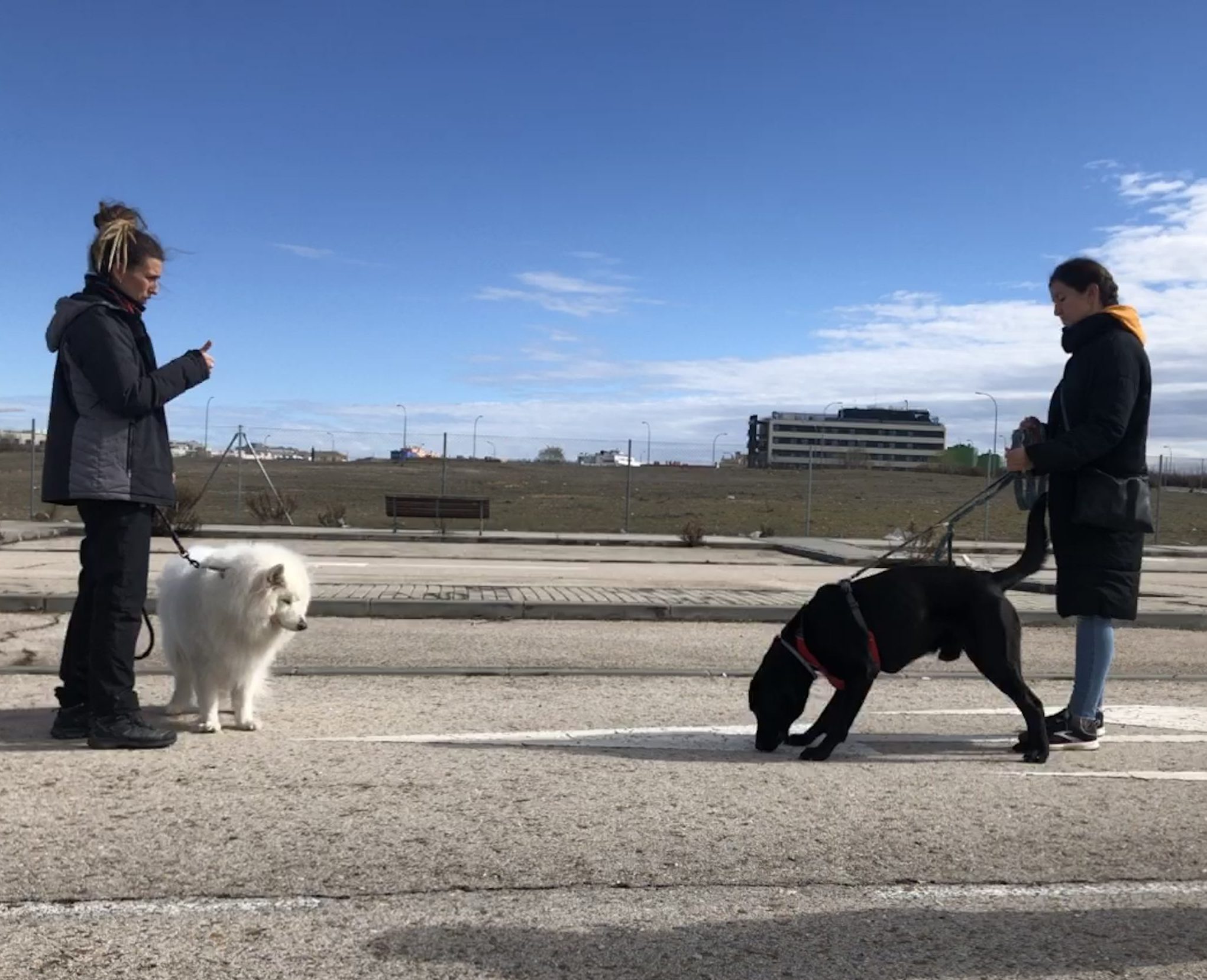 Educacion canina a domicilio en madrid