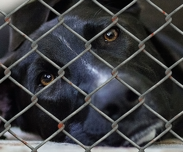 Programa Adopta! Utopia