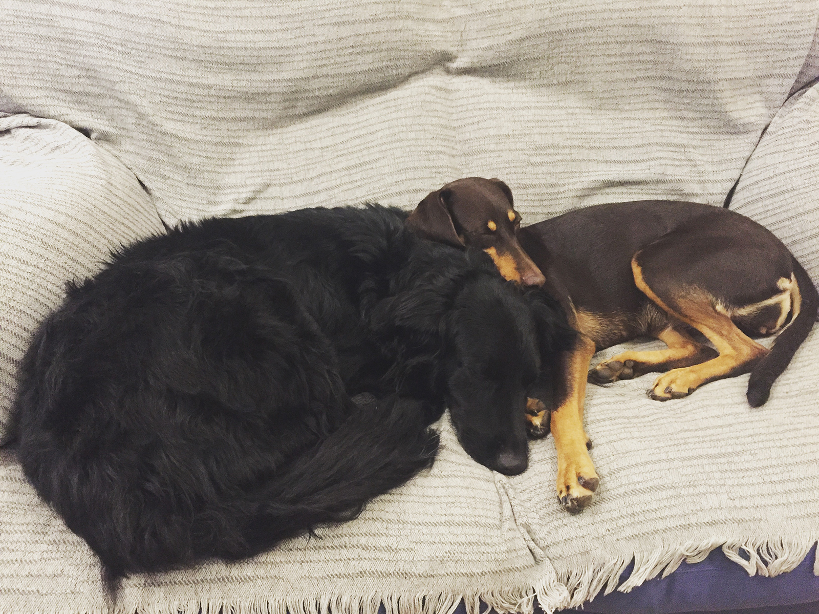 Tener un segundo perro
