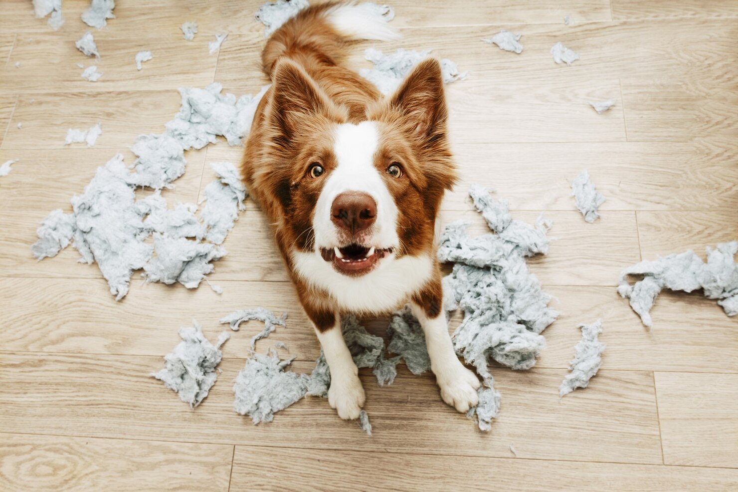Ansiedad por separacion en perros