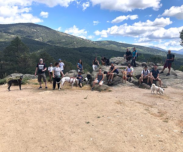 actividades-grupales-perro-opt