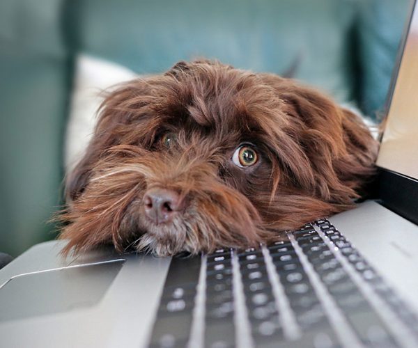 Clases para perros online
